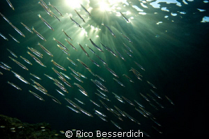 Baby barracudas in an late afternoon dive. by Rico Besserdich 